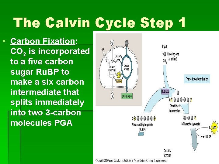The Calvin Cycle Step 1 § Carbon Fixation: CO 2 is incorporated to a The Calvin Cycle Step 1 § Carbon Fixation: CO 2 is incorporated to a