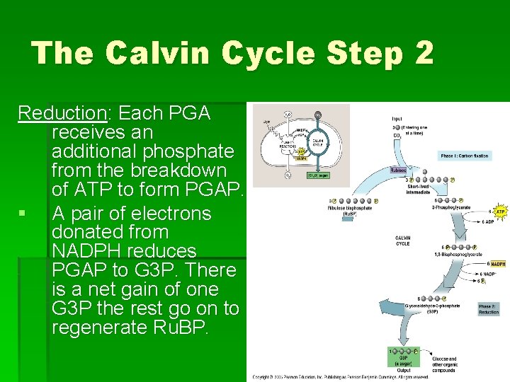 The Calvin Cycle Step 2 Reduction: Each PGA receives an additional phosphate from the The Calvin Cycle Step 2 Reduction: Each PGA receives an additional phosphate from the