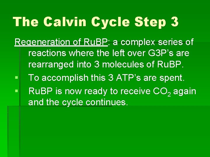 The Calvin Cycle Step 3 Regeneration of Ru. BP: a complex series of reactions The Calvin Cycle Step 3 Regeneration of Ru. BP: a complex series of reactions