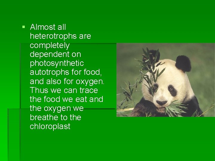 § Almost all heterotrophs are completely dependent on photosynthetic autotrophs for food, and also § Almost all heterotrophs are completely dependent on photosynthetic autotrophs for food, and also