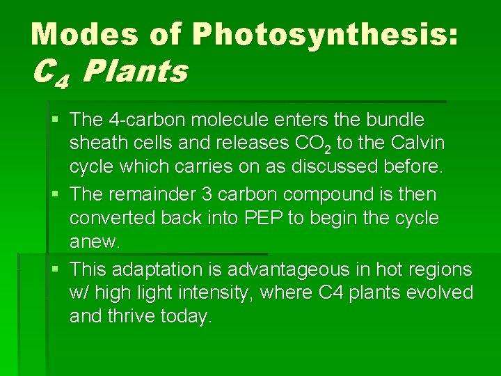 Modes of Photosynthesis: C 4 Plants § The 4 -carbon molecule enters the bundle Modes of Photosynthesis: C 4 Plants § The 4 -carbon molecule enters the bundle