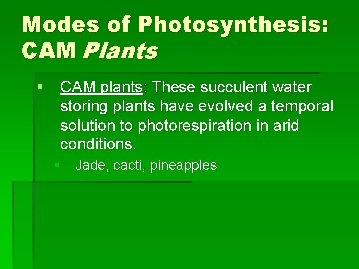 Modes of Photosynthesis: CAM Plants § CAM plants: These succulent water storing plants have Modes of Photosynthesis: CAM Plants § CAM plants: These succulent water storing plants have