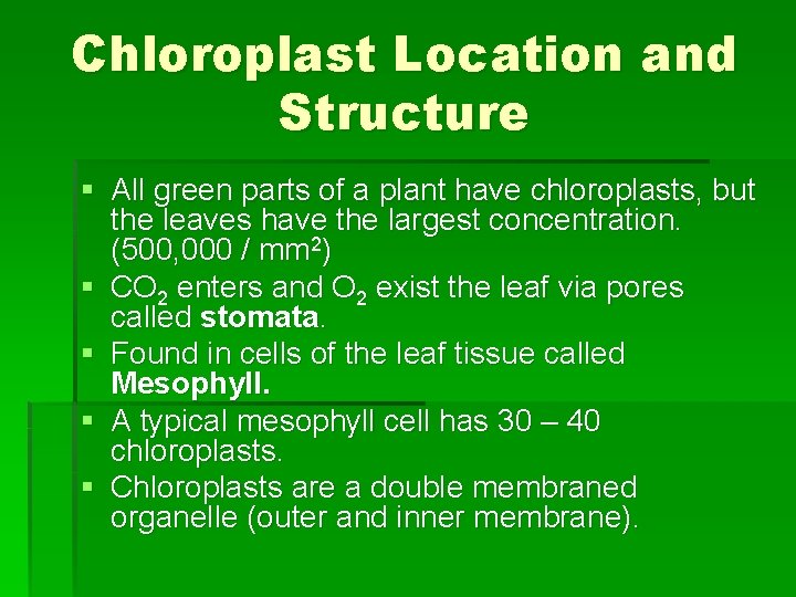 Chloroplast Location and Structure § All green parts of a plant have chloroplasts, but Chloroplast Location and Structure § All green parts of a plant have chloroplasts, but