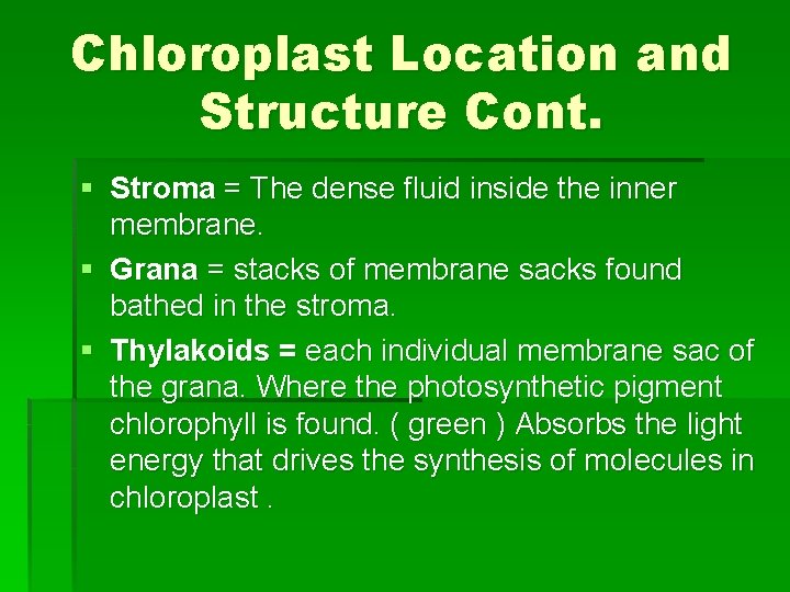 Chloroplast Location and Structure Cont. § Stroma = The dense fluid inside the inner Chloroplast Location and Structure Cont. § Stroma = The dense fluid inside the inner