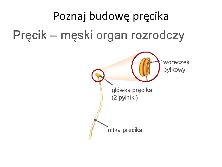 Poznaj budowę pręcika Pręcik – męski organ rozrodczy woreczek pyłkowy główka pręcika (2 pylniki)