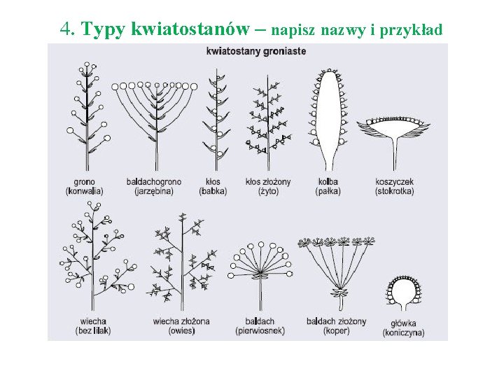 4. Typy kwiatostanów – napisz nazwy i przykład 