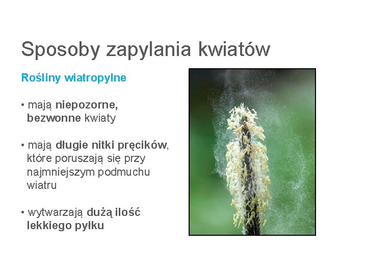 Sposoby zapylania kwiatów Rośliny wiatropylne • mają niepozorne, bezwonne kwiaty • mają długie nitki