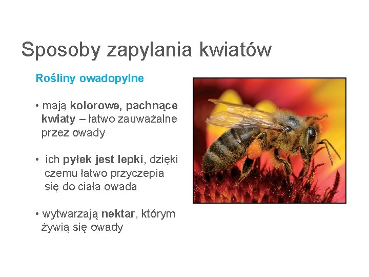 Sposoby zapylania kwiatów Rośliny owadopylne • mają kolorowe, pachnące kwiaty – łatwo zauważalne przez Sposoby zapylania kwiatów Rośliny owadopylne • mają kolorowe, pachnące kwiaty – łatwo zauważalne przez