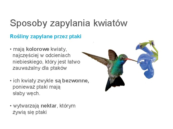 Sposoby zapylania kwiatów Rośliny zapylane przez ptaki • mają kolorowe kwiaty, najczęściej w odcieniach Sposoby zapylania kwiatów Rośliny zapylane przez ptaki • mają kolorowe kwiaty, najczęściej w odcieniach