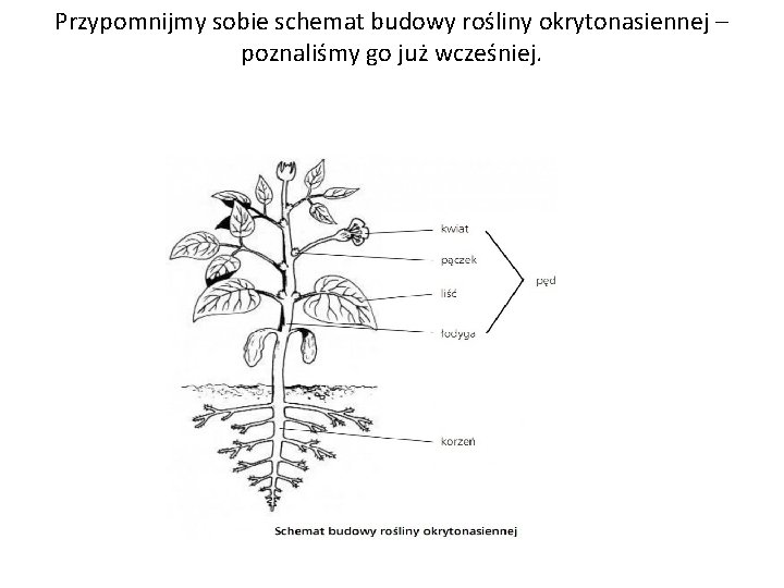 Przypomnijmy sobie schemat budowy rośliny okrytonasiennej – poznaliśmy go już wcześniej. 