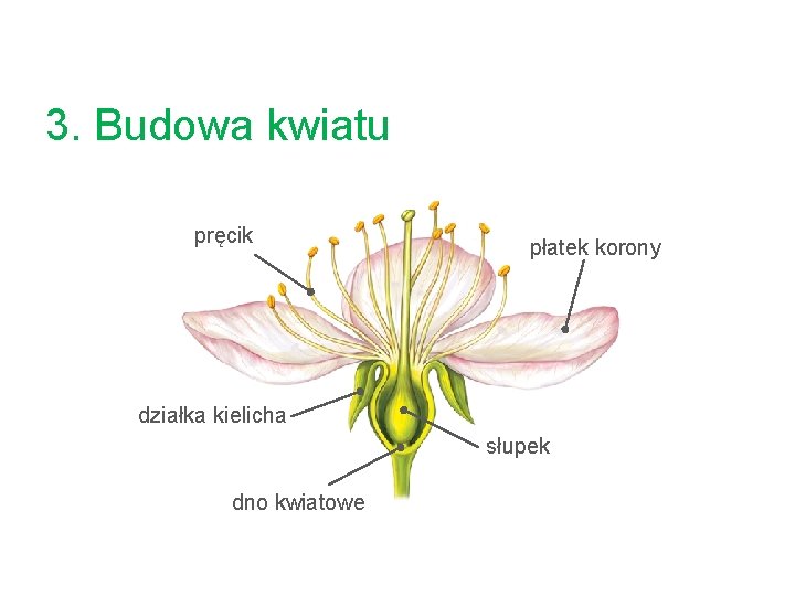 3. Budowa kwiatu pręcik płatek korony działka kielicha słupek dno kwiatowe 