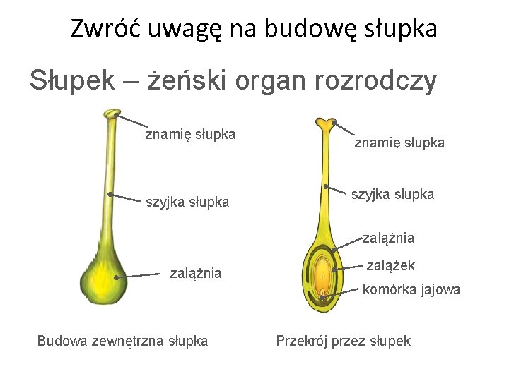 Zwróć uwagę na budowę słupka Słupek – żeński organ rozrodczy znamię słupka szyjka słupka