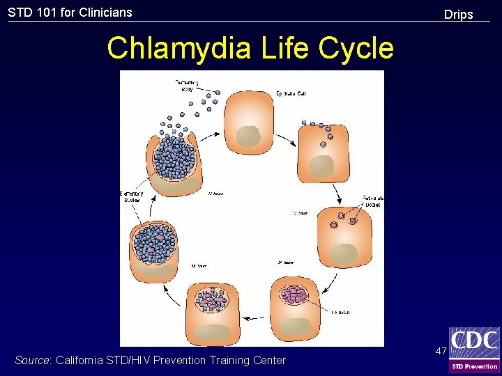 STD 101 for Clinicians Drips Chlamydia Life Cycle Source: California STD/HIV Prevention Training Center