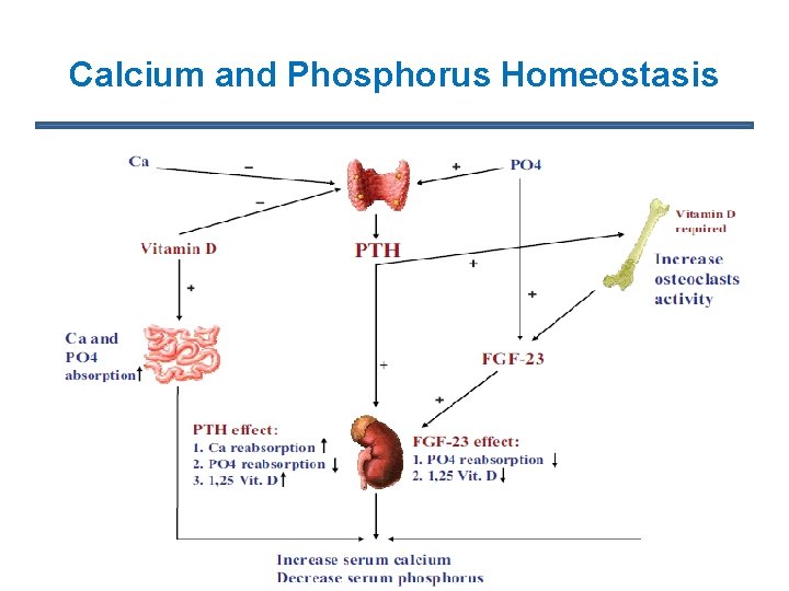 Calcium and Phosphorus Homeostasis 