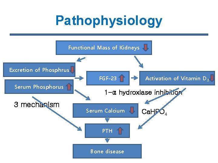 Pathophysiology Functional Mass of Kidneys Excretion of Phosphrus FGF-23 Serum Phosphorus 3 mechanism Activation