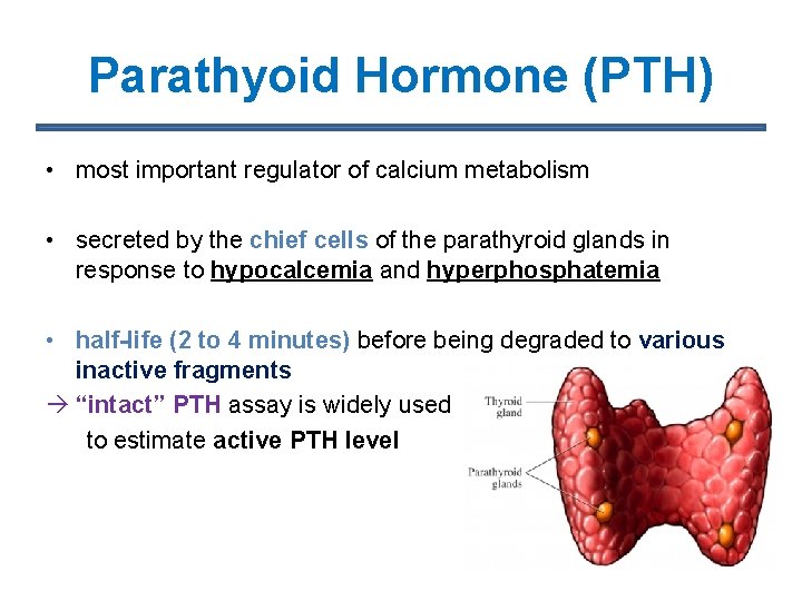 Parathyoid Hormone (PTH) • most important regulator of calcium metabolism • secreted by the