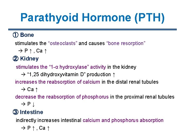 Parathyoid Hormone (PTH) ① Bone stimulates the “osteoclasts” and causes “bone resorption” P ↑