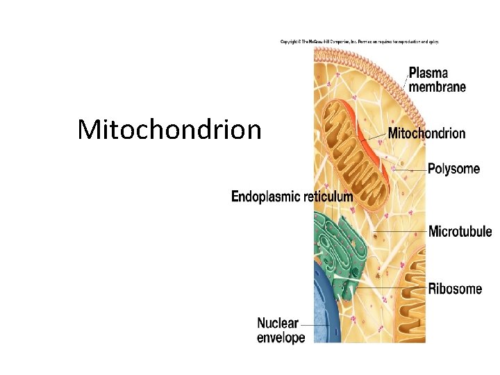 Mitochondrion 