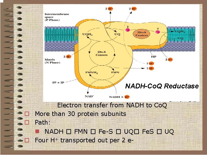 NADH-Co. Q Reductase Electron transfer from NADH to Co. Q o More than 30
