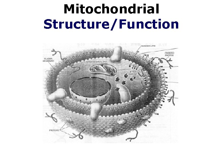 Mitochondrial Structure/Function 