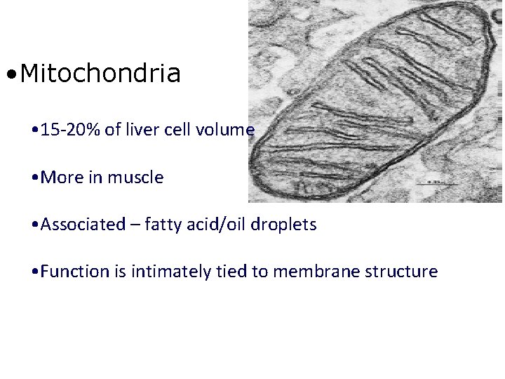  • Mitochondria • 15 -20% of liver cell volume • More in muscle