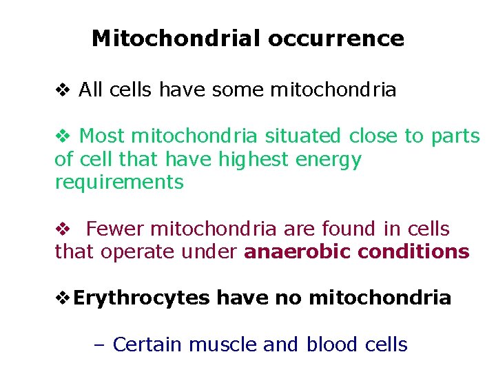 Mitochondrial occurrence v All cells have some mitochondria v Most mitochondria situated close to