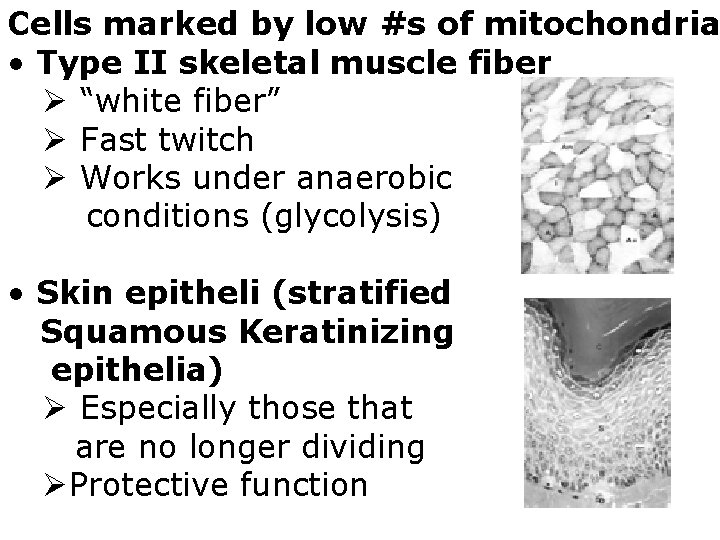 Cells marked by low #s of mitochondria • Type II skeletal muscle fiber Ø