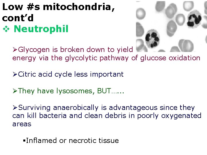 Low #s mitochondria, cont’d v Neutrophil ØGlycogen is broken down to yield energy via