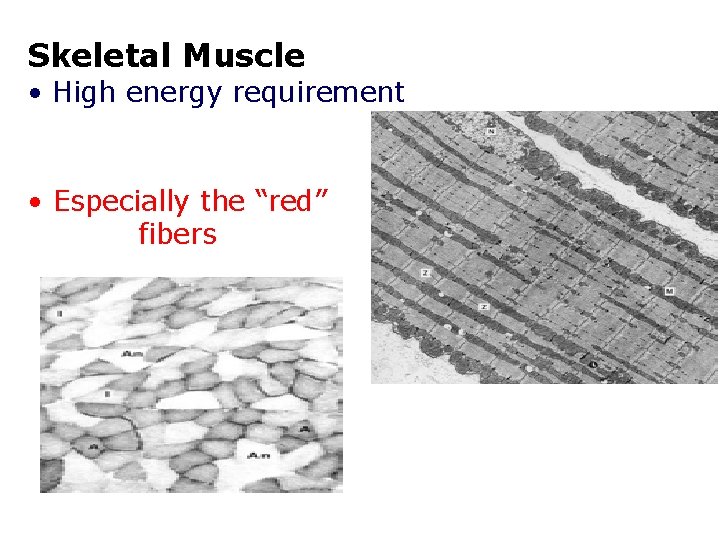 Skeletal Muscle • High energy requirement • Especially the “red” fibers 