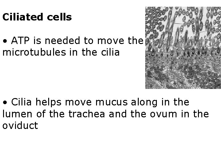 Ciliated cells • ATP is needed to move the microtubules in the cilia •