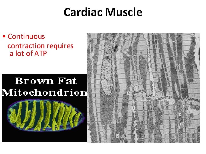 Cardiac Muscle • Continuous contraction requires a lot of ATP 