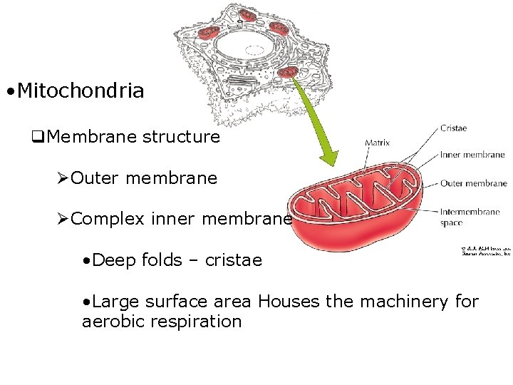  • Mitochondria q. Membrane structure ØOuter membrane ØComplex inner membrane • Deep folds