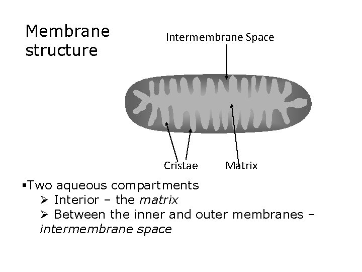 Membrane structure Intermembrane Space Cristae Matrix §Two aqueous compartments Ø Interior – the matrix