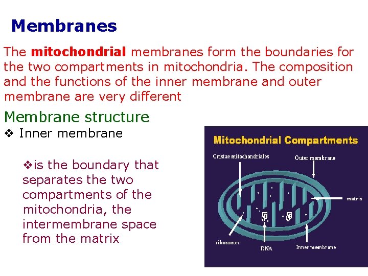 Membranes The mitochondrial membranes form the boundaries for the two compartments in mitochondria. The
