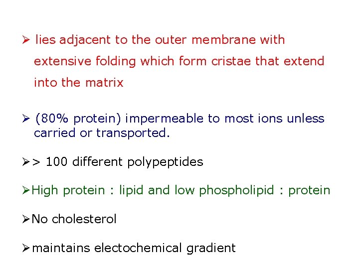 Ø lies adjacent to the outer membrane with extensive folding which form cristae that