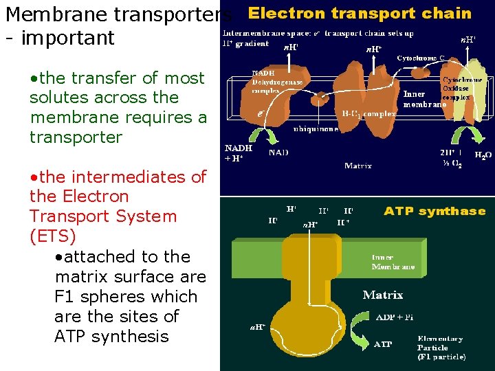 Membrane transporters - important • the transfer of most solutes across the membrane requires