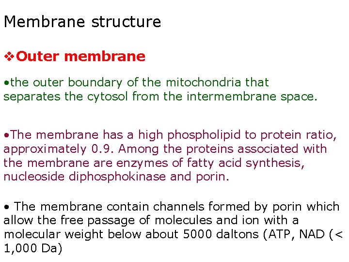 Membrane structure v. Outer membrane • the outer boundary of the mitochondria that separates