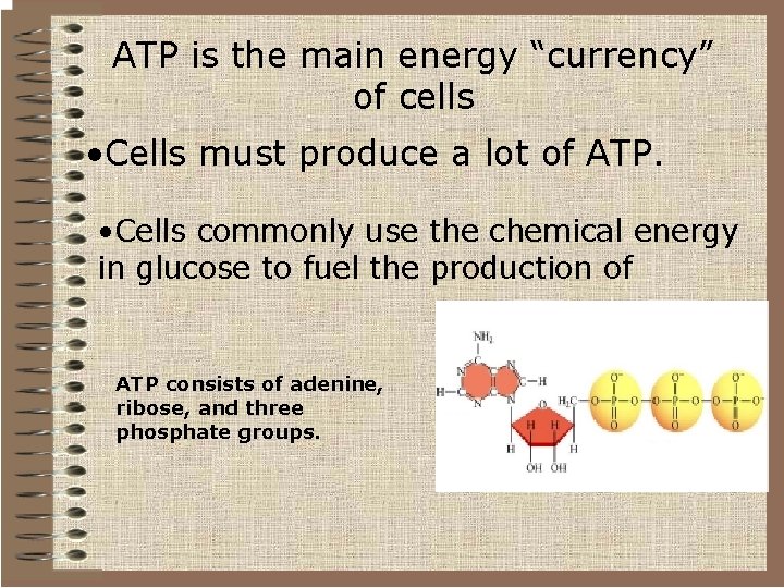 ATP is the main energy “currency” of cells • Cells must produce a lot