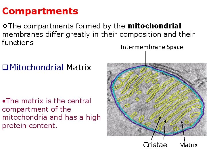 Compartments v. The compartments formed by the mitochondrial membranes differ greatly in their composition