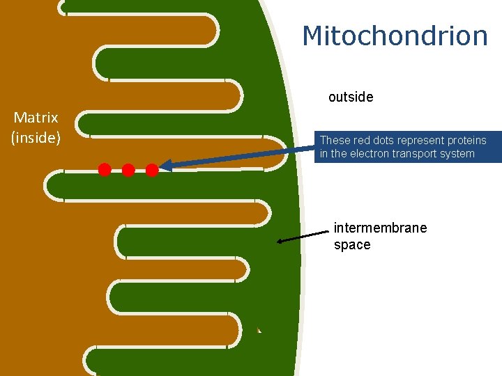 Mitochondrion outside Matrix (inside) These red dots represent proteins in the electron transport system