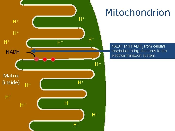 Mitochondrion H+ H+ H+ NADH and FADH 2 from cellular respiration bring electrons to