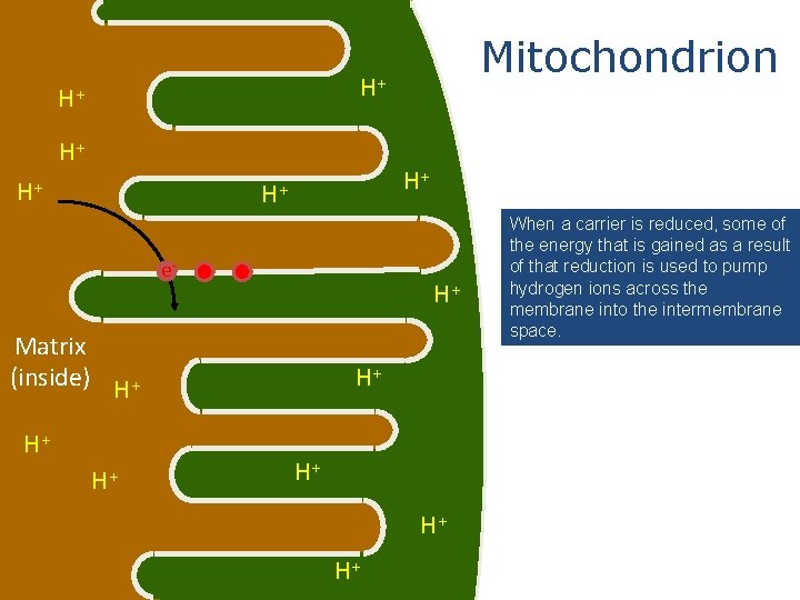 Mitochondrion H+ H+ H+ e- H+ Matrix (inside) H+ H+ When a carrier is