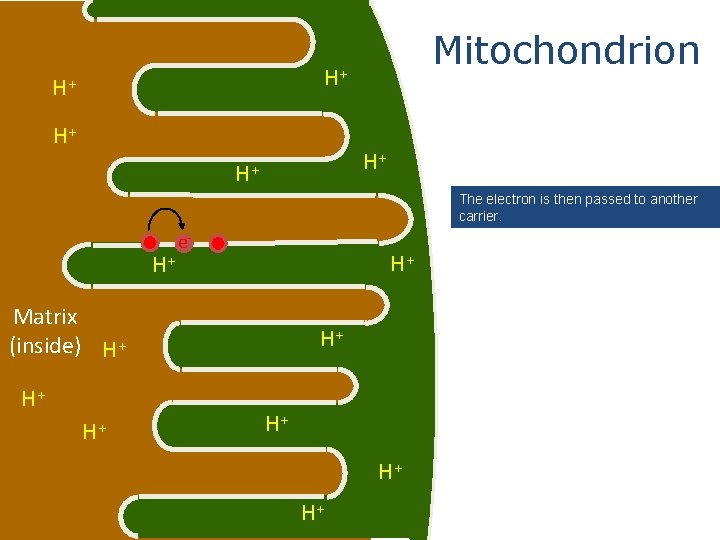 Mitochondrion H+ H+ H+ The electron is then passed to another carrier. e- H+