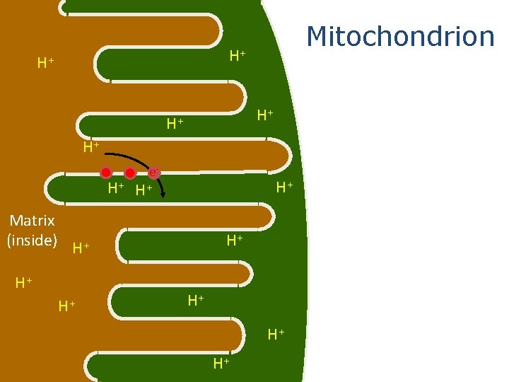 Mitochondrion H+ H+ H+ e- H+ H+ H+ Matrix (inside) H+ H+ 