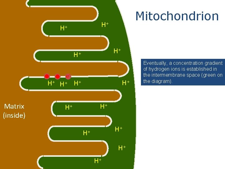 H+ H+ e. H+ H+ Matrix (inside) Mitochondrion H+ H+ Eventually, a concentration gradient