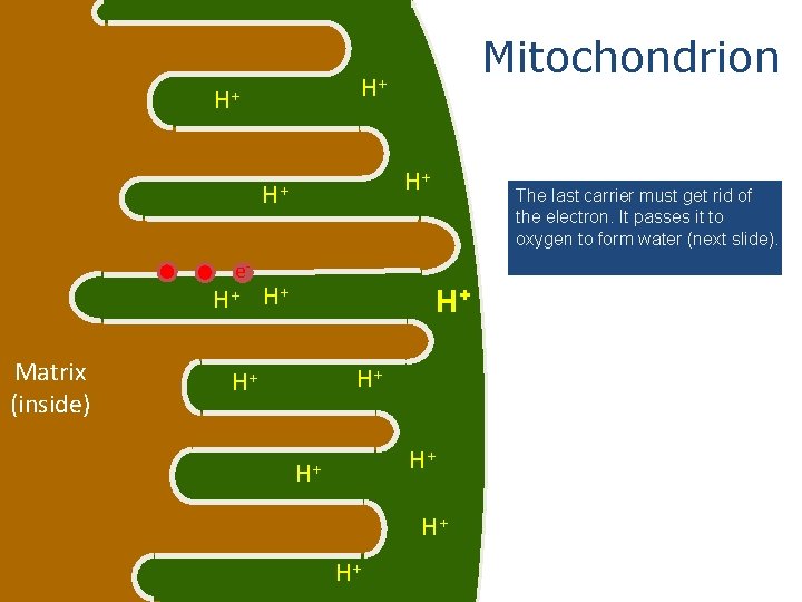 H+ H+ e. H+ Matrix (inside) Mitochondrion The last carrier must get rid of