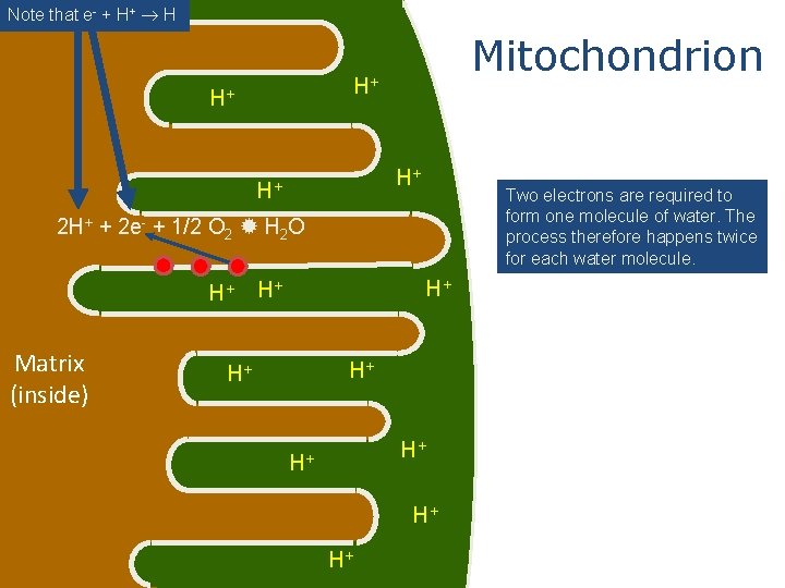 Note that e- + H+ H Mitochondrion H+ H+ Two electrons are required to