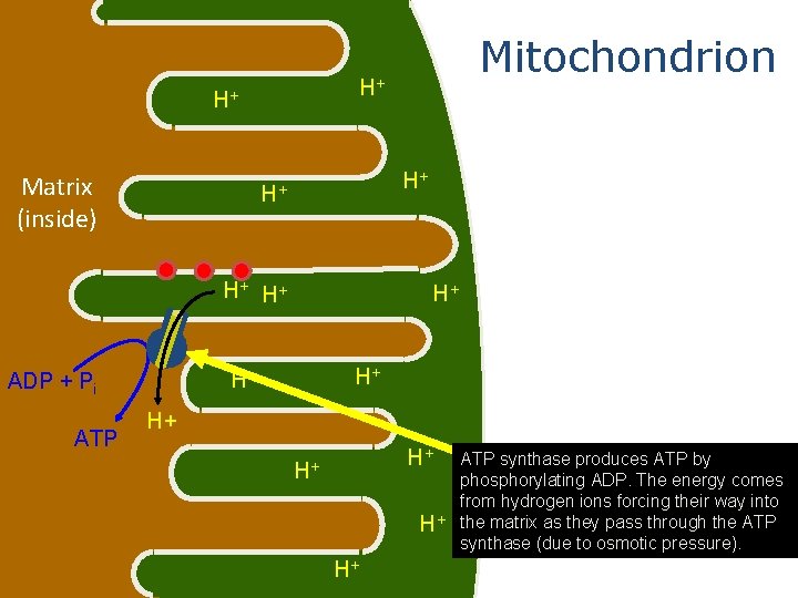 H+ H+ Matrix (inside) Mitochondrion H+ H+ H+ ADP + Pi ATP H+ H+