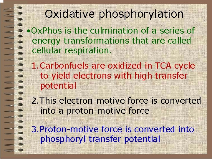 Oxidative phosphorylation • Ox. Phos is the culmination of a series of energy transformations