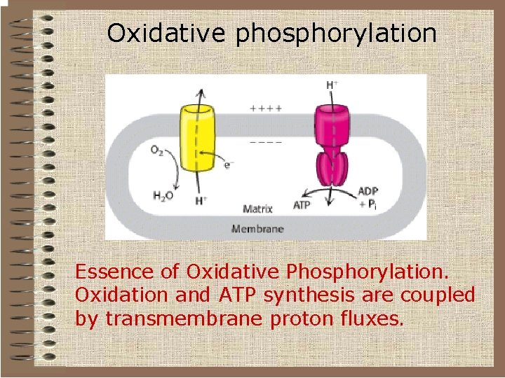 Oxidative phosphorylation Essence of Oxidative Phosphorylation. Oxidation and ATP synthesis are coupled by transmembrane